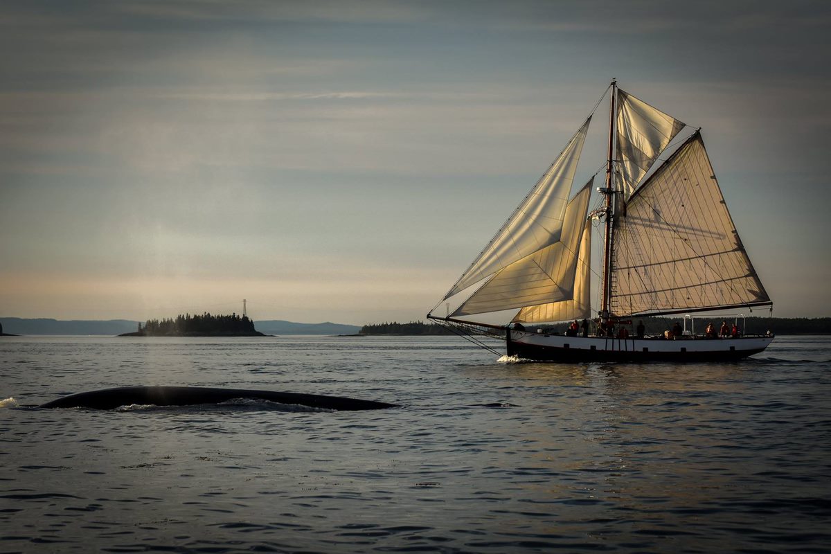 Jolly Breeze Tall Ship and Zodiac Whale Adventures / #ExploreNB